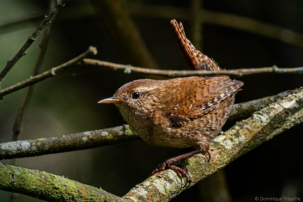 Troglodyte mignon sur une branche